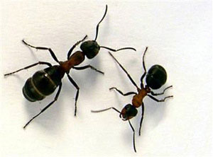 التخلص من النمل